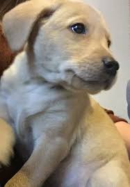 Dogs under one year of age are classed as puppies. 8 Weeks Old Labrador Puppy Labrador Retriever For Sale Near Me In London Mypetzilla Uk