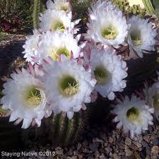 Cholla cactus represent more than 20 species of the opuntia genus (family cactacea) in the north american deserts. Large White Flowers On Argentine Giant Cactus Blooms In The Sonoran Desert Frifotos Travel Az Echinopsis Candicans Planting Flowers Cactus Flower Garden