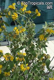 Image result for Phlomis fruticosa