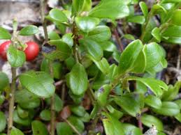Bearberry Pictures Flowers Leaves Identification Arctostaphylos Uva Ursi