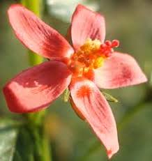 Image result for Hibiscus dongolensis