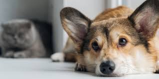 Check spelling or type a new query. How Does Black Mold Affect Your Four Legged Family Members