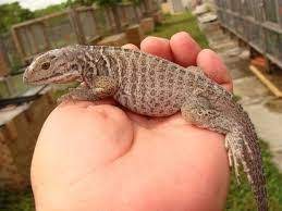 Rhino Iguana For Sale Iguana For Sale Iguana Baby Iguana