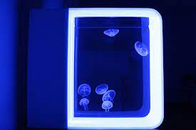 Quallen Aquarium Cubic Pulse 80 Quallenaquarium Net Komplett aquarium kaufen, aquarium kaufen schweiz, meerwasser aquarium kaufen, meerwasser shop, salzwasser aquarium, aquaristik shop, nano aquarium, aquarium auf mass aquarien. quallen aquarium cubic pulse 80 quallenaquarium net