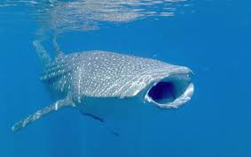 Il faut sauver le plus grand poisson du monde. Le Plus Gros Poisson Du Monde Menabe Plongee