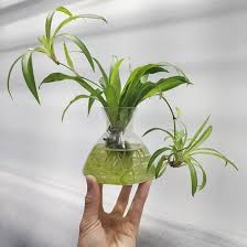 These sentences come from external sources and may not be accurate. 16 Amazing Indoor Plants That Grow In Water Plants Grown In Water Plants Indoor Water Garden