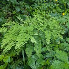Image result for Adiantum patens