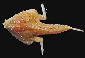 Image result for Triceratorhynchus viridiflorus