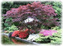 How To Design A Japanese Garden With Diy Japanese Koi Gardening Designs Free Koi Garden Pictures Japanese Garden Design Japanese Garden Small Japanese Garden