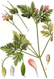 Herb robert is one of the most hated plants here in the pacific northwest. Geranium Robertianum Herb Robert Robert Geranium Pfaf Plant Database