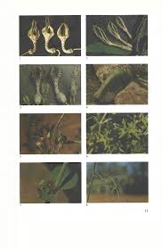 Image result for Ceropegia paricyma