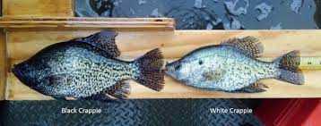 Crappie are arguably the most popular freshwater fish in the country, and for good reason. Dnr Fish Wildlife Crappie Fishing