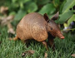 Armadillo Shell - Official Green Hell Wiki