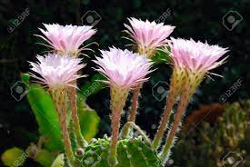 Realistic hand drawn vector illustration in sketch style. Cactus Blooming Pink Flowers Closeup Stock Photo Picture And Royalty Free Image Image 9636651