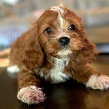 Check spelling or type a new query. Mo Cavapoo Puppy 636407 Puppyspot