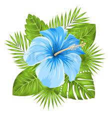 There are two types of native plants, endemic and indigenous. Illustration Beautiful Blue Hibiscus Stock Vector Colourbox