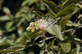 Image result for Maerua angolensis