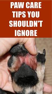 Dogs Need Their Paws To Be In Top Shape To Stay On The Go And It S Your Job To Take Care Of Them And Make Sure Your Dog Is Able Paw
