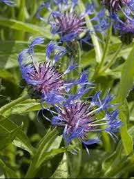 Image result for Centaurea praecox