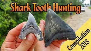 Fossilized Shark Teeth Can Be Found Anywhere But Some Places Are Known For Finding Shark Teeth Here Are 10 Of Shark Tooth Fossil Shark Teeth Fossil Hunting