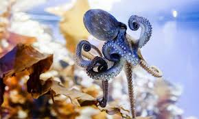 Uploaded by muhammad mushfique bin ahmad ayoup @ ayub. Kenali Sotong Kurita Umpan