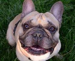Pet stores usa carries all the top brands and top items within our catalog of 2,500+ items that ship from our centrally located warehouse in cincinnati, ohio. Gradlyn Petshipping The Animal Travel Agency