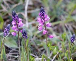 Image result for Polygala dewevrei