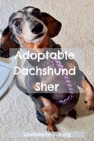 We specialize in finding permanent homes for dachshund and dachshund mixes. Adoptable Dachshund Sher Adoptadog Dachshund Lowriderrescue Dachshunds Rescue Dachshund Rescue Dachshund Adoption Dachshund