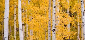 These bugs live throughout the united states. Aspen Trees Common Problems What To Do Lam Tree Service