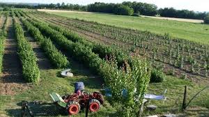 Rezultat slika za malinari