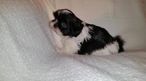 We did not find results for: Shih Tzu Puppie For Sale In Unionville Virginia Classified Americanlisted Com