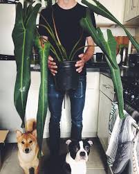 C H A I S A E C H A O On Instagram My Philodendron Spiritus Sancti Is Here What A Beauty This Is Thank You Nsetropi Philodendron Plant List Urban Jungle