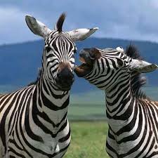Make Your Own Caption Can You Hear The Words Coming Out Of My Mouth Zebralove Zebras Nta Naturetoursinafrica Safari In 2020 Nature Tour Zebras Zebra