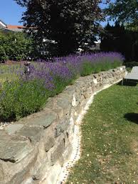 Lavendelhecke Garten Garten Ideen Bepflanzung