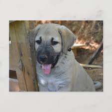 16.08.10 die eltern kangal 100% kangal welpen 4 rüde kangal welpen 6 hündin festpreis 650 eur ab oktober zu ver. Turkischer Schafer Kangal Welpe Postkarte Zazzle De