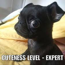 38 Scrappy Memes For Small Dog Lovers Lovely Animals World Dog Lovers Chihuahua Funny Cute Animals