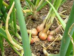 Image result for shallots