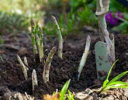 Check spelling or type a new query. Can We Regrow Store Bought Asparagus Yes Absolutely We Bet You Re Convinced That Home Grown Asparagus I Asparagus Plant Growing Asparagus Growing Vegetables