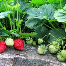 See full list on wikihow.com How To Grow Strawberries In Containers And Hanging Baskets Dengarden