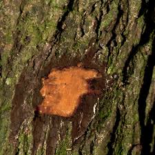 Image result for Rhabdophyllum arnoldianum