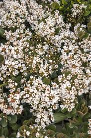 White flowering shrubs in georgia. Georgia Petite Indian Hawthorn