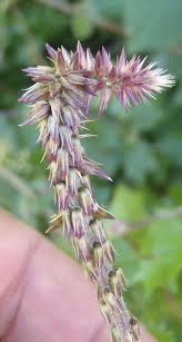Image result for Achyranthes aspera