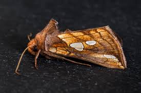 Image result for Plusia putnami