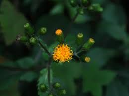 Image result for Girardinia bullosa