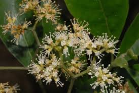 Image result for Nuxia oppositifolia