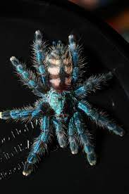 Avicularia Versicolor Sling Beautiful Bugs Pretty Nature Pictures Spider