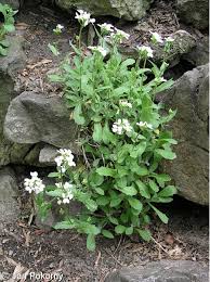 Image result for Arabis alpina