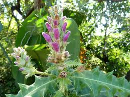 Image result for Aeollanthus pubescens