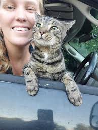 Found: Gray tabby. Area of Lake Gracie in Eustis.