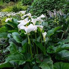 Peace lilies happily grow in bright light, but can tolerate low light; A Favorite Pond Plant The Calla Lily Aquascape Inc